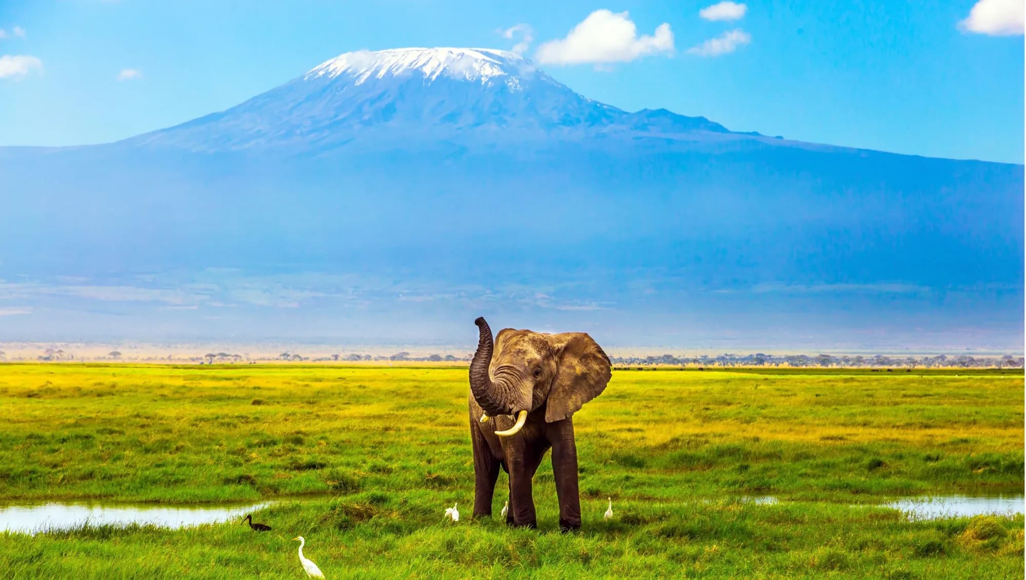 An elephant grazing below Kilimanjaro